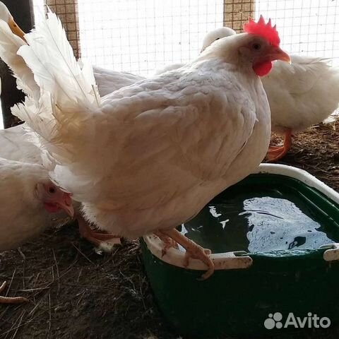 Куры несушки