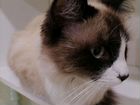 Невский маскарадный кот объявление продам