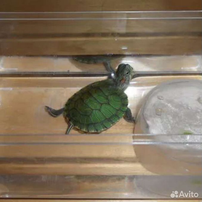 Менять воду черепахе. Аквариумная черепаха красноухая. Черепашка красноухая маленькая. Черепаха водная красноухая. Аквариумные Черепашки красноухие.