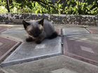 Сиамские котята девочка