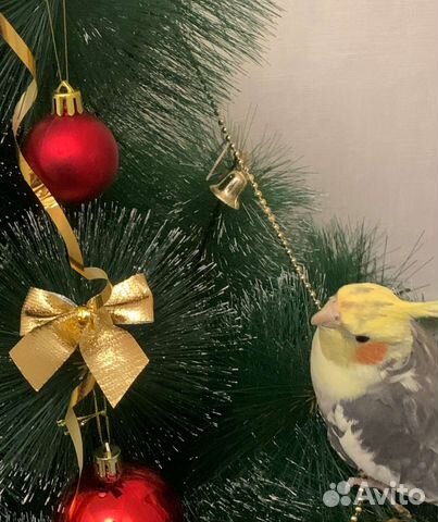 Передержка для попугаев и других птиц