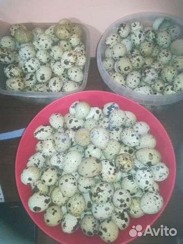 Яйца перепелиные инкубационное