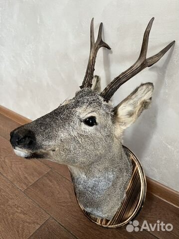 Чучело головы косули