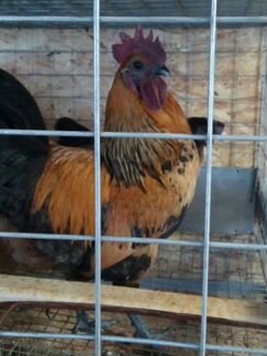 Куры, Амераукана, Синь Синь Дянь