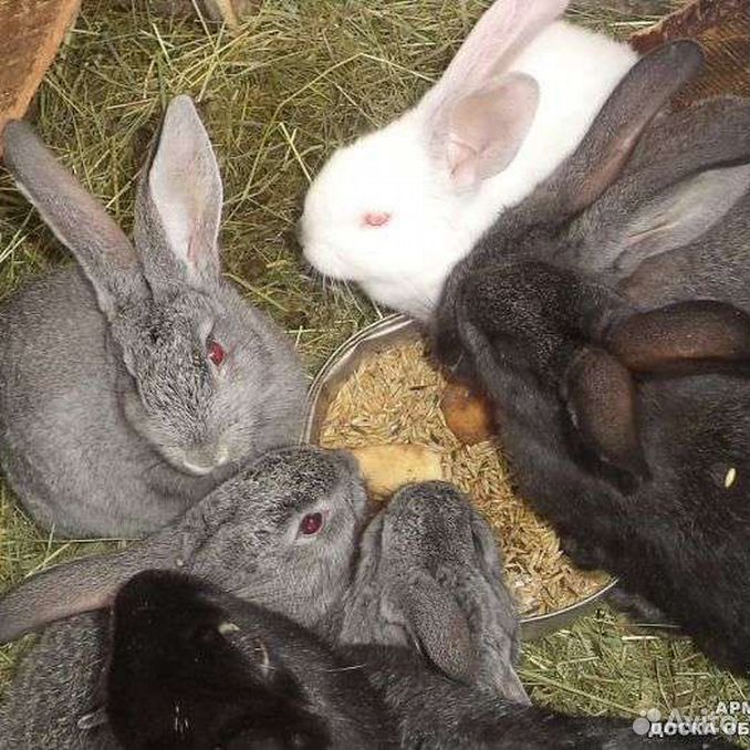 Купить кроликов воронежской. Месячные крольчата. Крольчата 2х месячные. Крольчата 4 месяца.