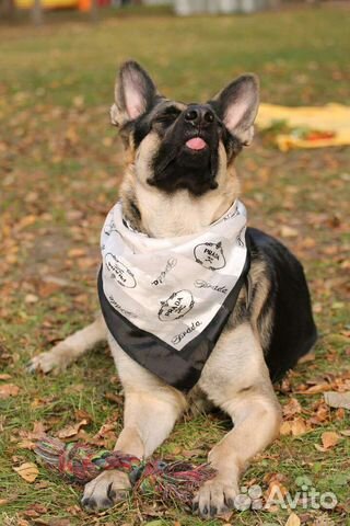 Собака для фотосессии