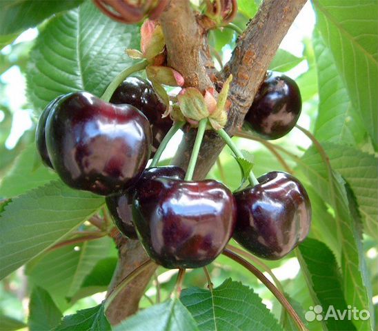 Саженцы черешни