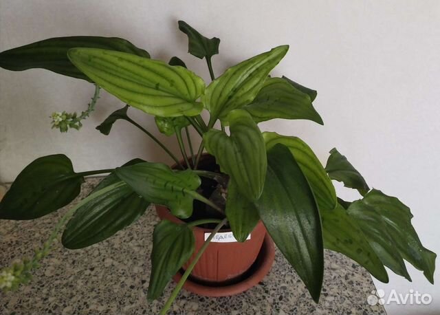 Алоэ, алоэ Вера, монстера, фикус, ледебурия