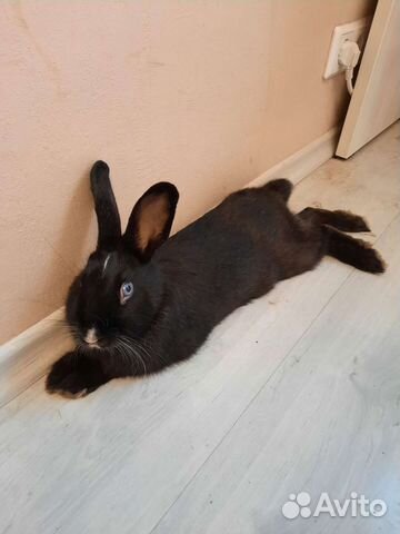 Кролик для вязки