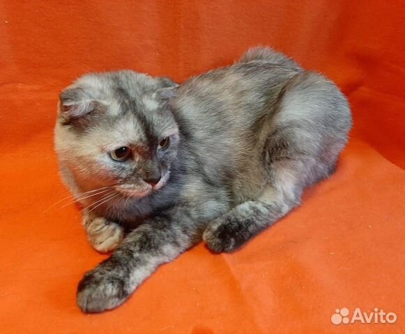 Шотландская вислоухая оригинального окраса в дар