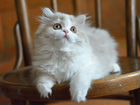 Красивые шотландские котята из питомника Meliri объявление продам