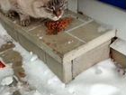 Брошенная кошка ищет теплые ладошки объявление продам