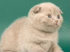 Плюшевые котята редкого окраса объявление продам