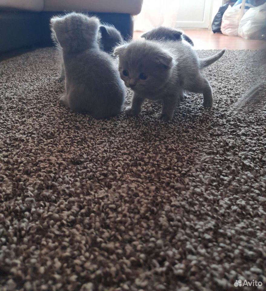 Kittens