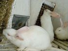 Кролик Белый Великан Удомля миакро Инстаграм gribl