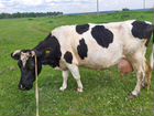 Корова дойная молочная объявление продам