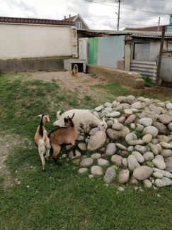 Романовские овцы - фотография № 7