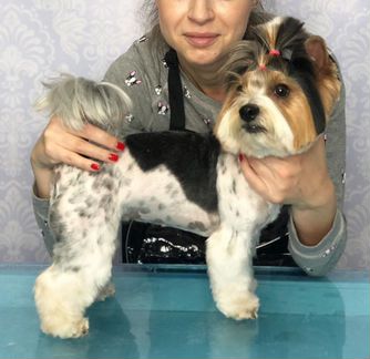 Бесплатная стрижка собак и кошек