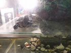 Красноухик черепахи с аквариумом объявление продам