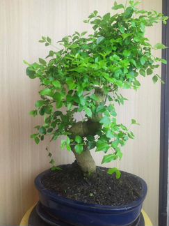 Бонсай Бирючина Лигуструм 50-55 см