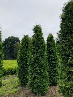 Туя брабант 200-250 см