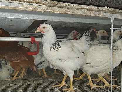 Куры несушки рембрандт. Куры-молодки купить в юрге. Куры смит махачкала. Несушка уран. Хайсекс белые и коричневые молодки.