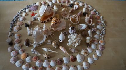 Продаю комплект красивых ракушек