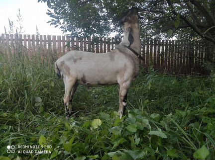Англо нубийские козы - фотография № 3
