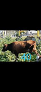 Коровы и телята: 8мес,6мес,4 мес - фотография № 2