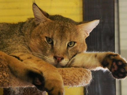 Чаузи ф1 черные котята
