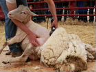 Стрижка овец объявление продам