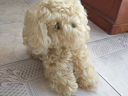 Сабака болонка