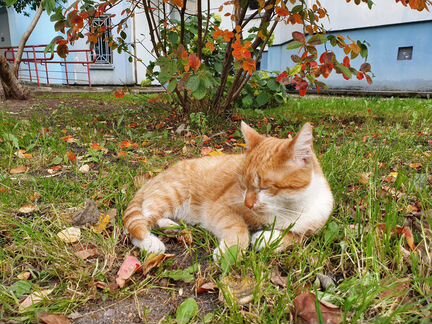 Котик ищет хозяина