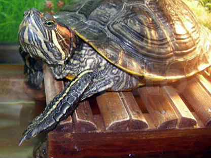 Красноухая водяная черепаха. Красноухая черепаха. Морская черепаха красноухая. Корм для черепахи красноухой. Как ухаживать и кормить красноухих черепах.