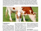 Искусственное осеменение коров и нетелей объявление продам