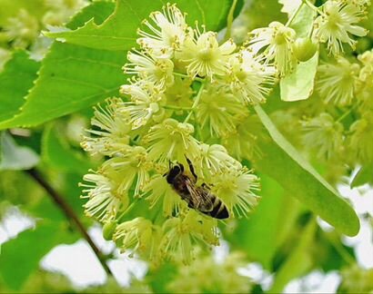 Липовый мёд