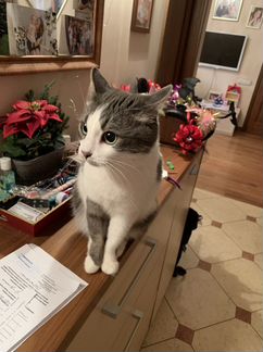 Кошка Поночка