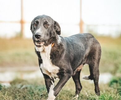 Малина Метис Алабая