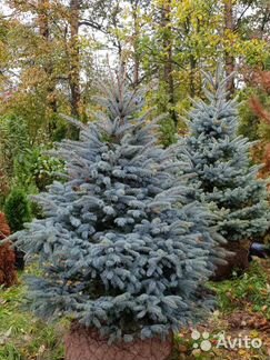 Ель голубая Фат Альберт 2,25м