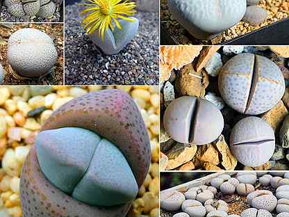 Dinteranthus, Динтерантусы разные, семена