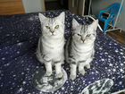 Кошки котята шотландские объявление продам