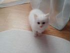 Кот и кошечка беленькие объявление продам