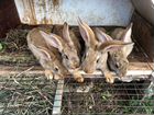 Кролики Фландер объявление продам