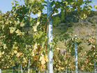 Шпалерные столбы для виноградников