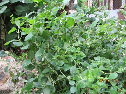 Мелисса лекарственная