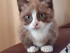 Манчкин мальчик кот - котенок объявление продам