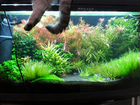 Аквариум панорамный с рыбками и растениями