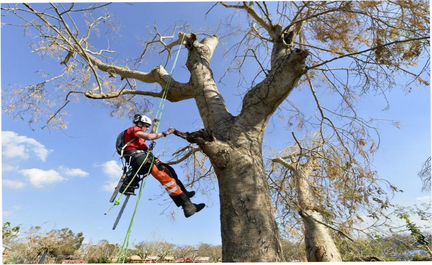 Расчистка участка спил деревьев