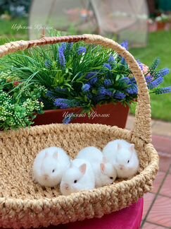 Гермелины Царский Кролик