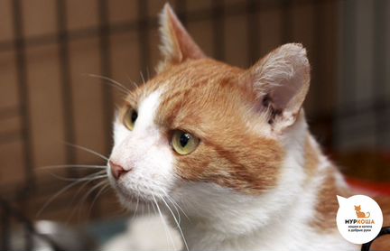 Котик Гоголь с удовольствием готов поведать Вам не